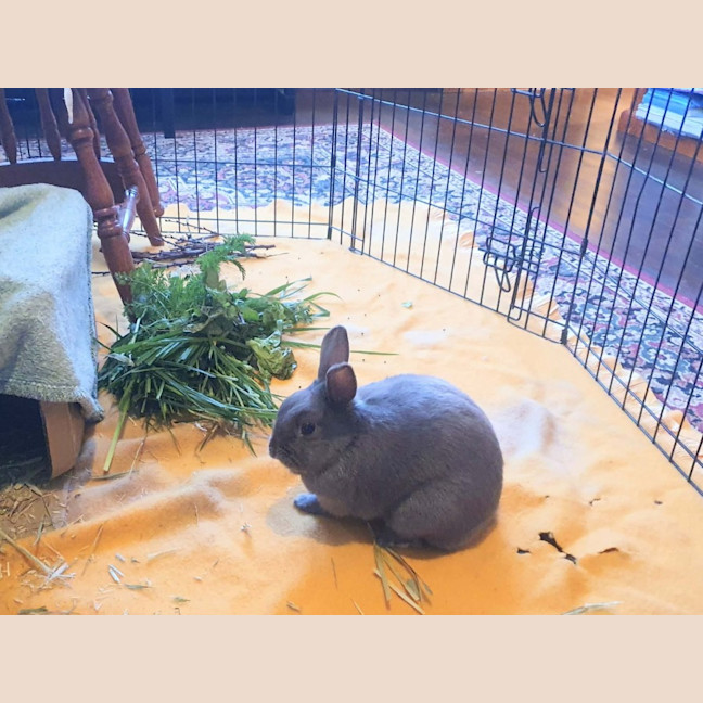 Photo of Cricket 