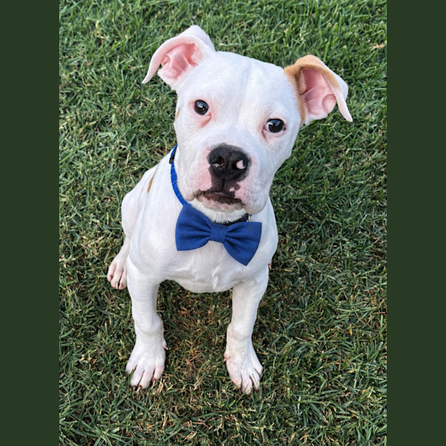 Photo of Moby   12 Week Old American Bulldog X