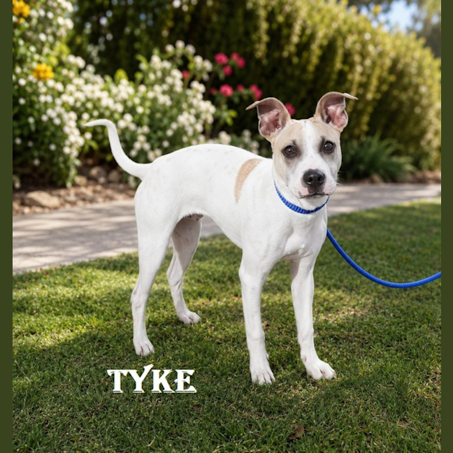 Photo of Tyke