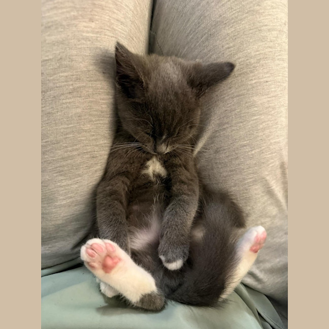 Photo of Cocoa Beans