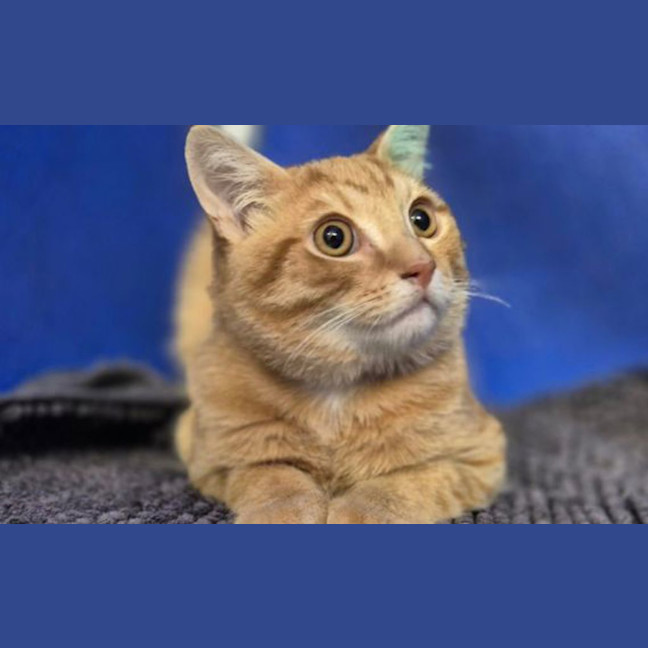 Photo of Nova