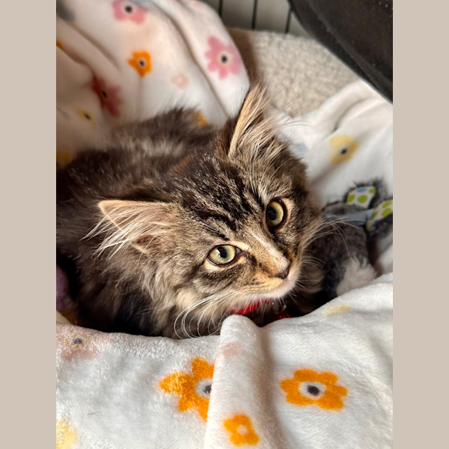 Photo of Koda Sim