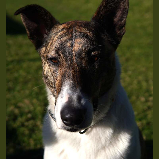 Photo of Mopsey