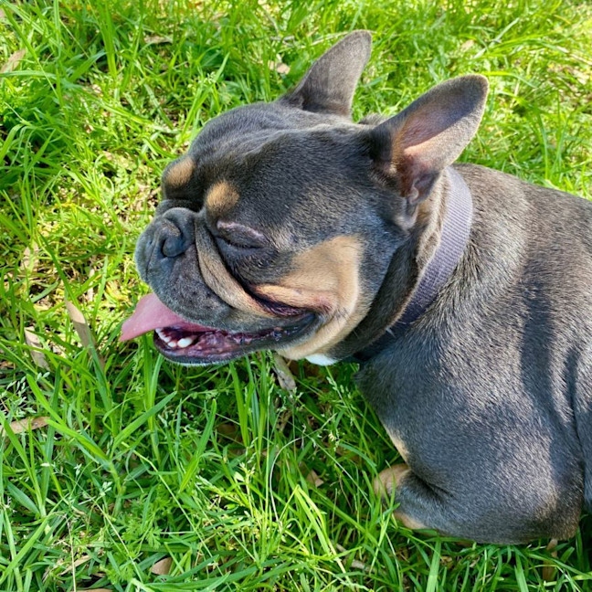 Photo of Milo