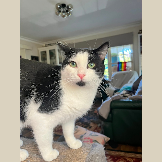 Photo of Captain Sushi *9 Lives Project Rescue*