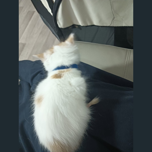 Photo of Crumpet