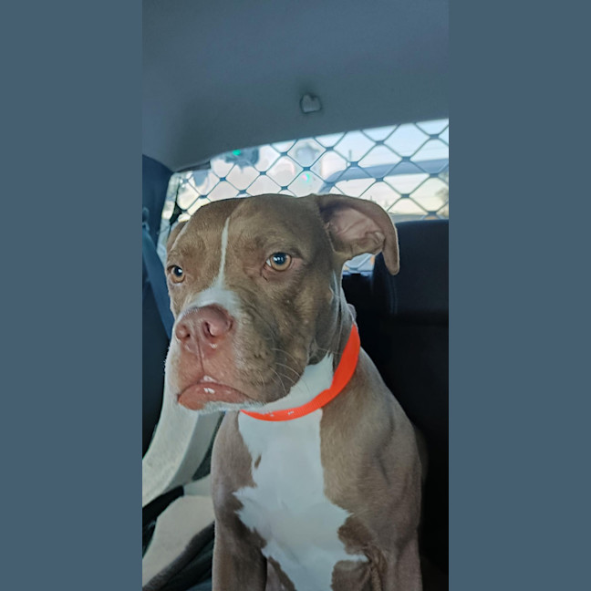 Photo of Maxie   21 Month Old Staffy X Boxer