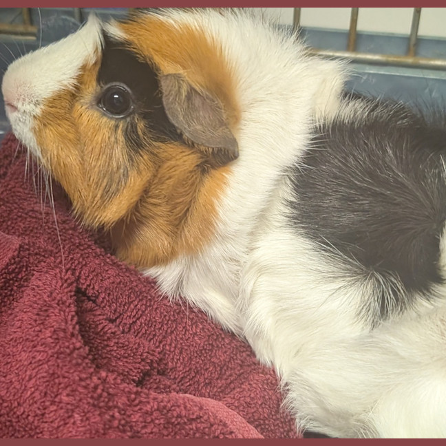 Photo of Wheatie