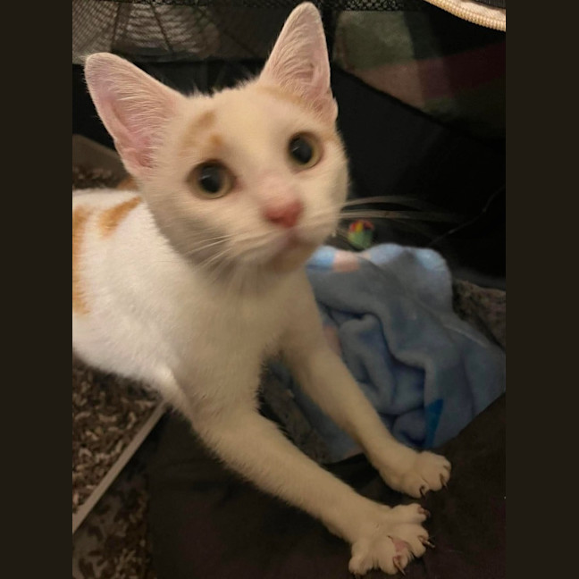 Photo of Peaches