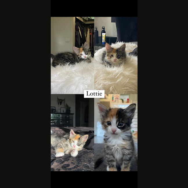 Photo of Lottie Meet Me@Petstock Chelsea Store 