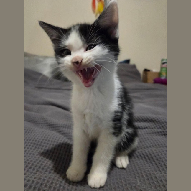 Photo of Kitkat