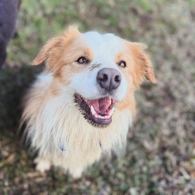 Photo of Huckleberry 