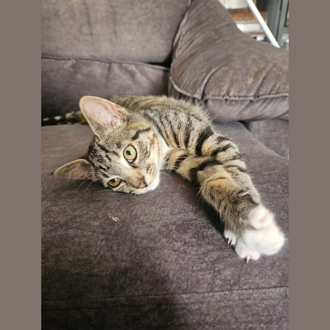 Photo of Mabel (Was Max)