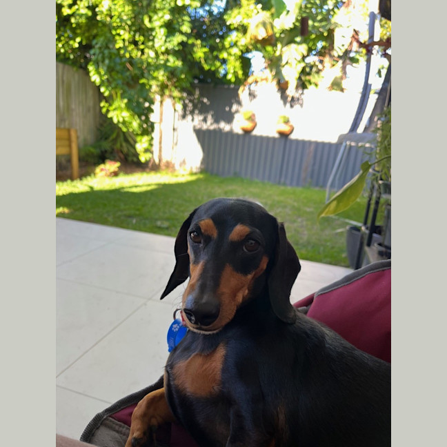 Photo of Daisy