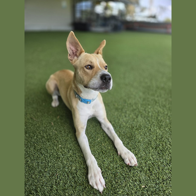 Photo of Frankie
