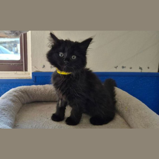 Photo of Luna