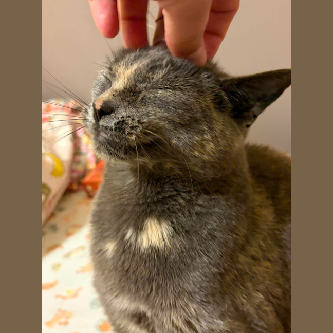 Photo of Luna