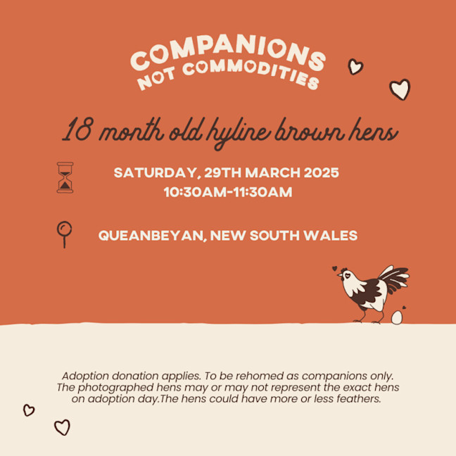 Photo of Rescue Hens