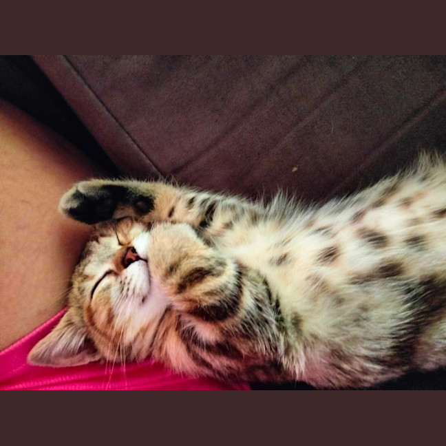 Photo of Savannah & Sahara