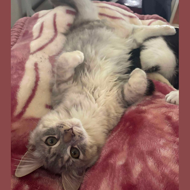 Photo of Momo & Dumpling 