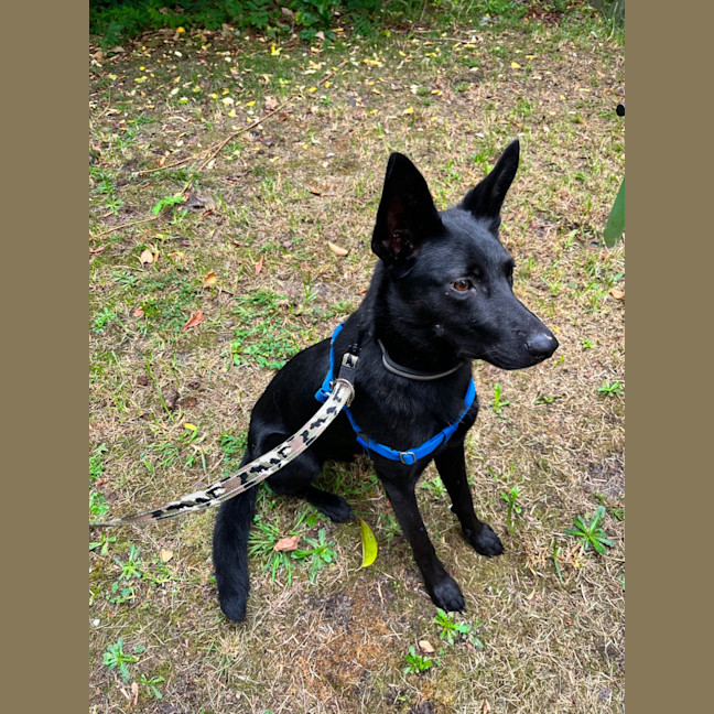 Photo of Artemis *9 Lives Project Rescue*