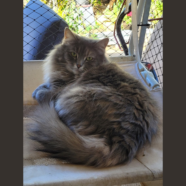 Photo of Bella