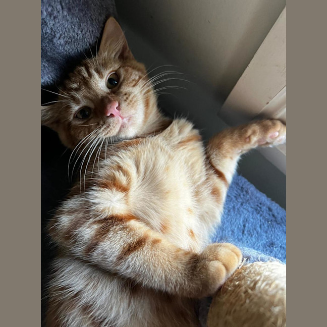 Photo of Thor