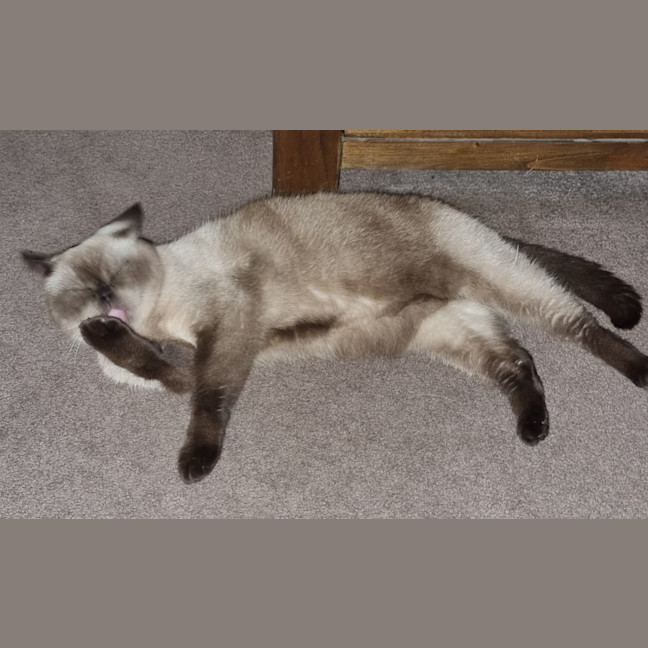 Photo of Mocha