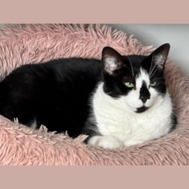 Photo of Ariki* 9 Lives Project Rescue*