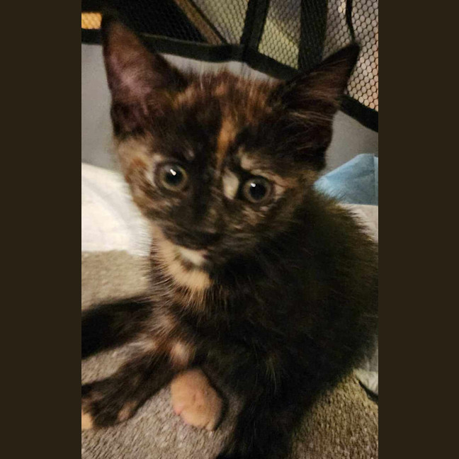 Photo of Fizz