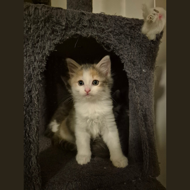 Photo of Bella (Was Cali Girl)