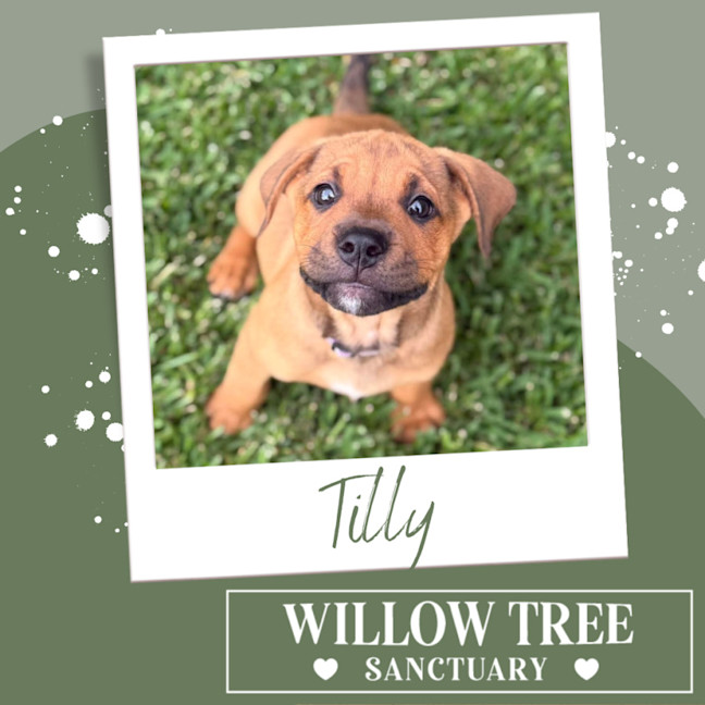 Photo of Tilly