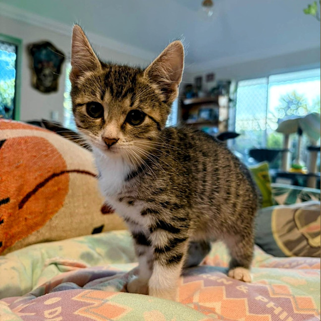 Photo of Haloumi