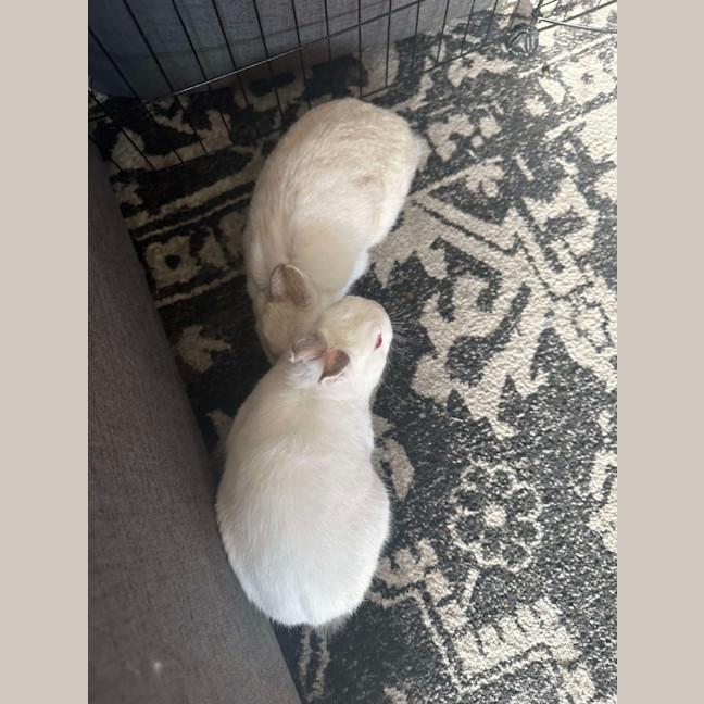 Photo of Calypso & Anna Bella 