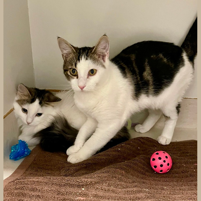 Photo of Choc And Chip