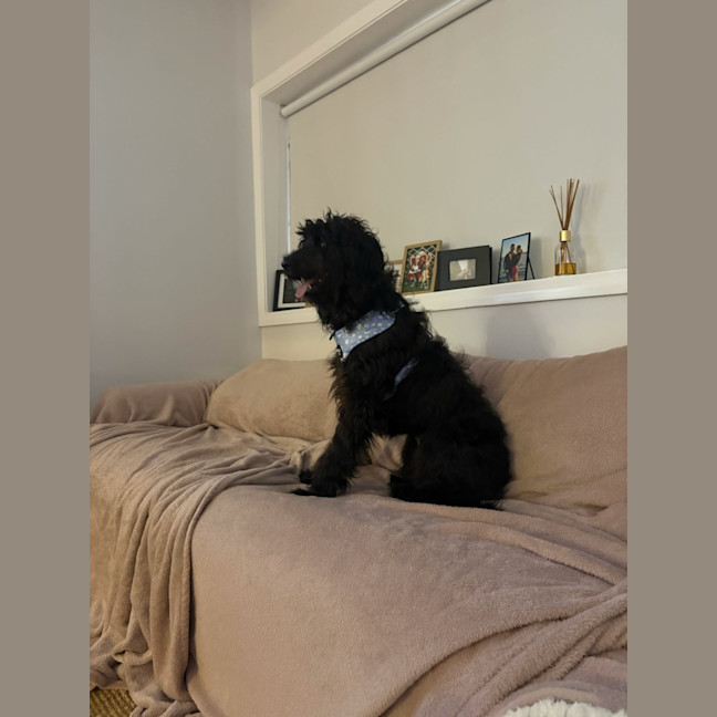 Photo of Nova