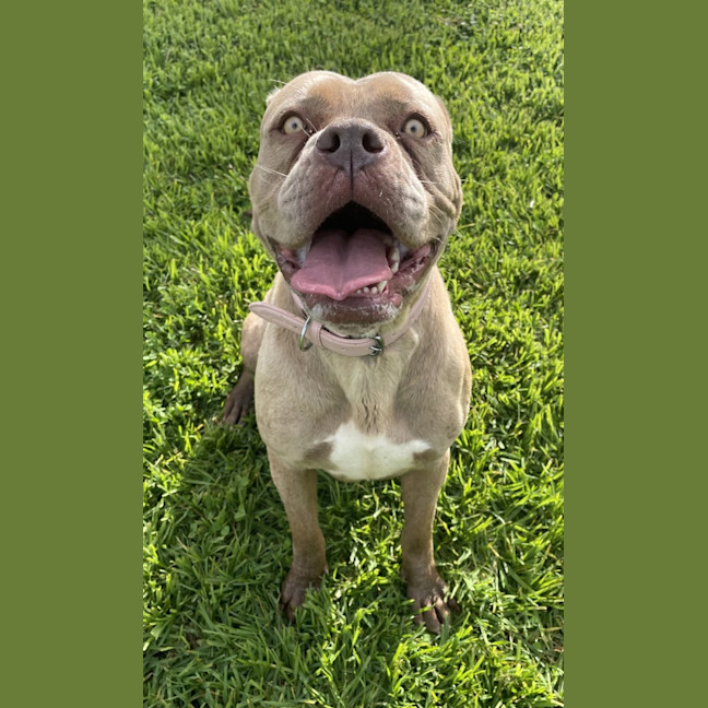 Photo of Maple
