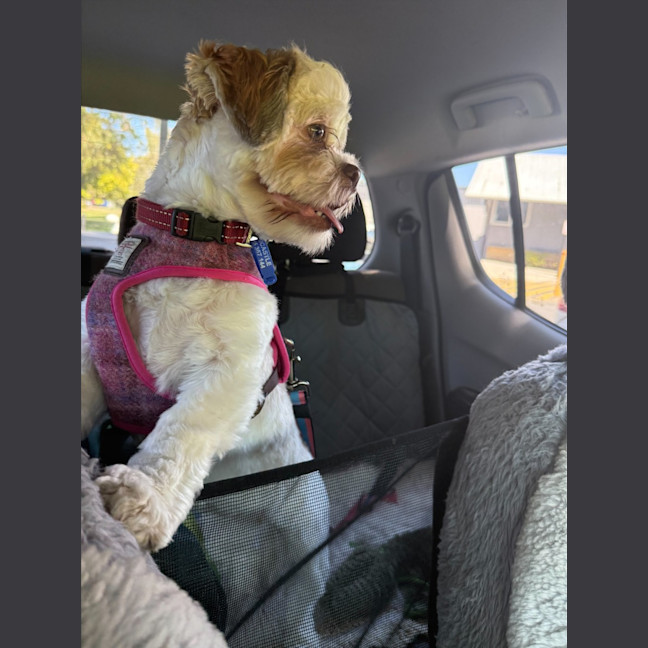 Photo of Brandy   1 Year Old Shih Tzu X