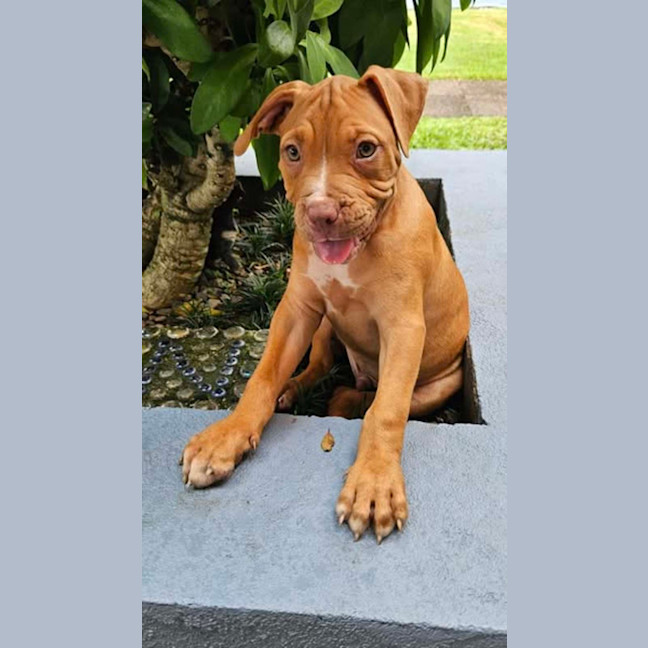 Photo of Chester