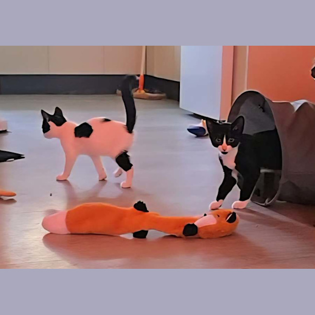 Photo of Comet (8915)