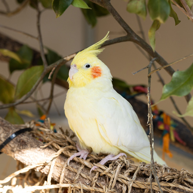 Photo of Cuckoo