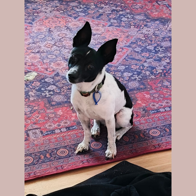 Photo of Pippa