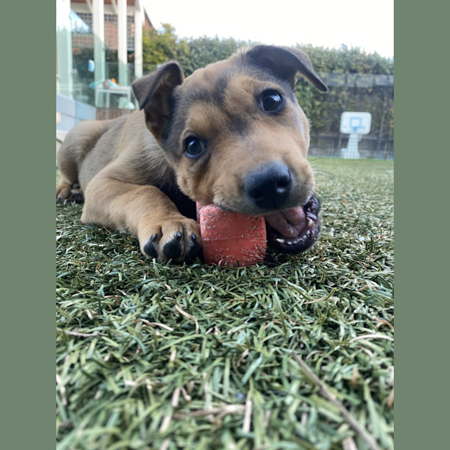 Photo of ⚡ Energy Litter ⚡