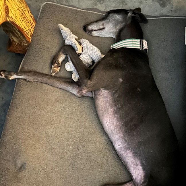 Photo of Yahna The Greyhound