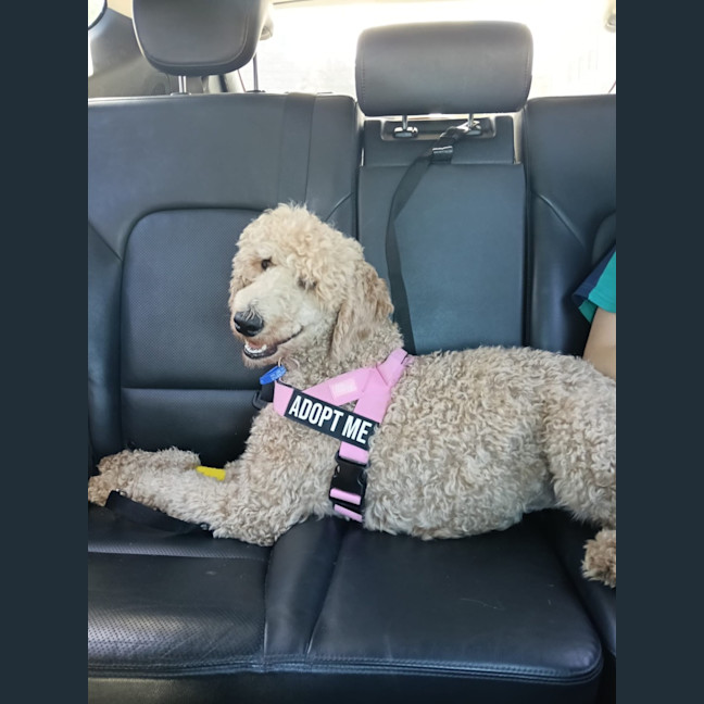 Photo of Paris   1 Year Old Poodle