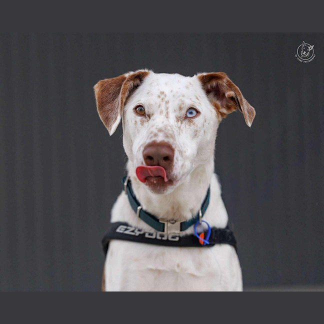 Photo of Dozer   3 Year Old Pointer X