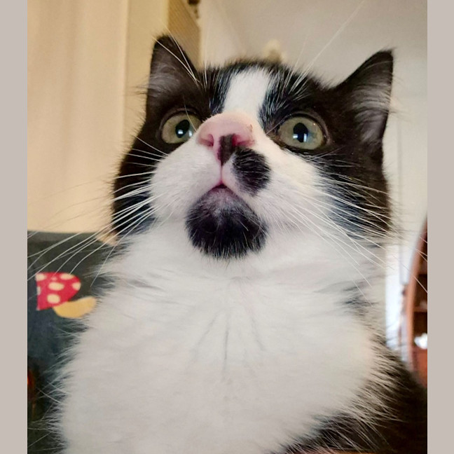 Photo of Jack Sparrow