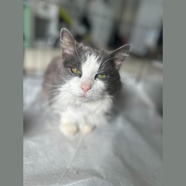 Photo of Munchkin