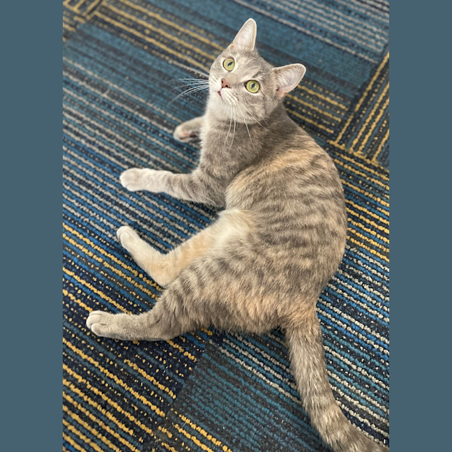Photo of Piper