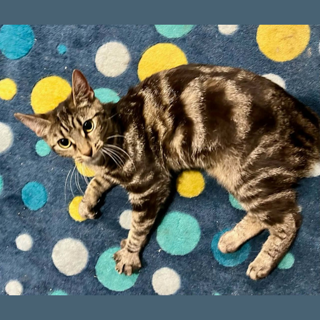 Photo of Sunday *9 Lives Project Rescue*